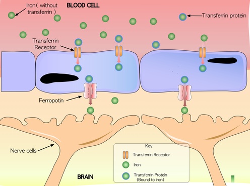 Substantia Nigra Zoom-in - The Inflammation Loop and Restless Legs